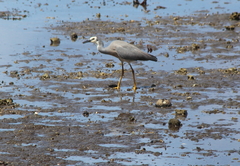 Egretta novaehollandiae