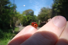 Harmonia axyridis