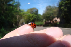 Harmonia axyridis