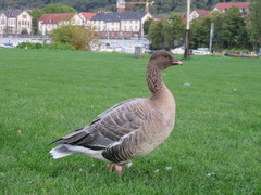 Anser brachyrhynchus