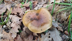 Cortinarius olivascentium