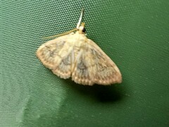 Crocidophora serratissimalis