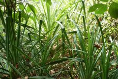 Pandanus tectorius