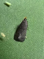 Dichomeris juncidella