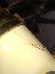 Nectopsyche exquisita