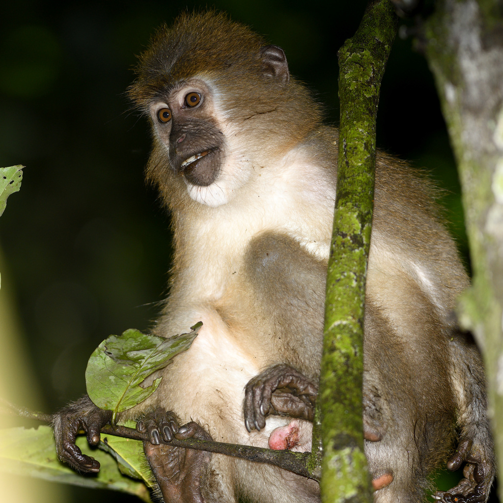 Agile Mangabey