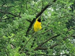 Ploceus intermedius cabanisii