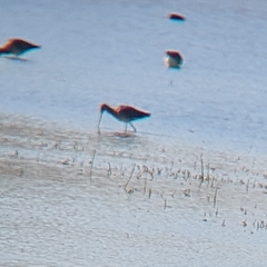 Limosa limosa