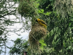 Ploceus intermedius cabanisii