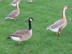Branta canadensis
