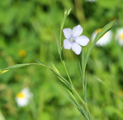 Linum bienne