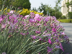 Dianthus caryophyllus