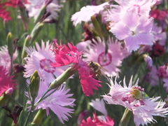 Dianthus caryophyllus