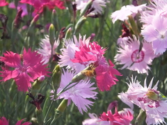Dianthus caryophyllus