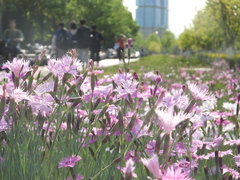 Dianthus caryophyllus
