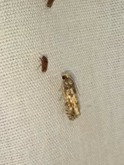 Eucopina tocullionana