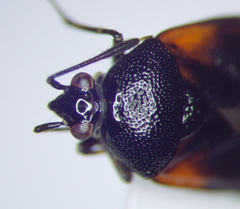 Deraeocoris