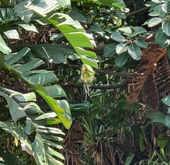 Ploceus subaureus subaureus