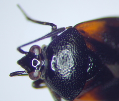Deraeocoris