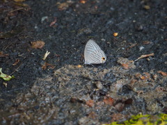 Jamides alecto dromicus