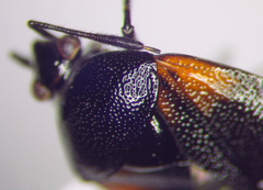 Deraeocoris
