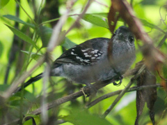 Thamnophilus caerulescens