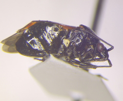 Deraeocoris