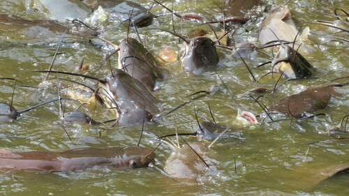 African catfish (Clarias gariepinus) — Clariidae