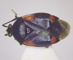Deraeocoris