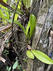 Stelis gelida