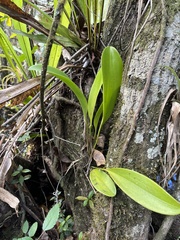 Stelis gelida