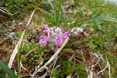Pedicularis lanata