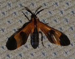 Dycladia