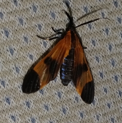 Dycladia
