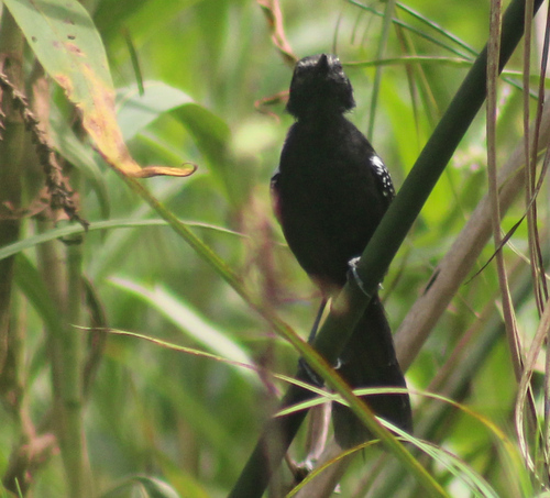 Parana Antwren
