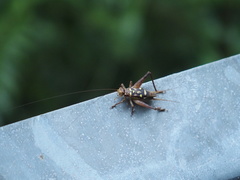 Cardiodactylus guttulus