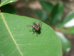 Tachinidae