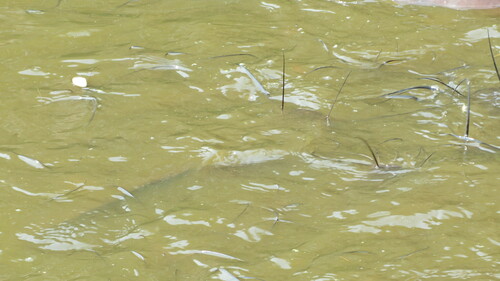 African catfish (Clarias gariepinus) — Clariidae — 2