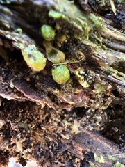 Trichoderma gelatinosum