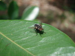 Tachinidae
