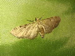 Eupithecia miserulata