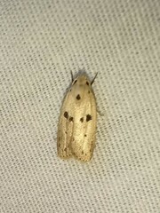 Scythropiodes issikii