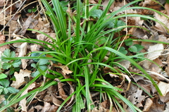 Carex sylvatica