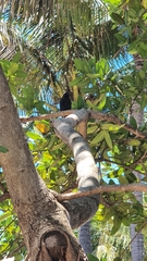Melaenornis pammelaina
