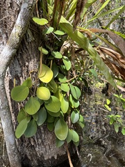 Peperomia obtusifolia