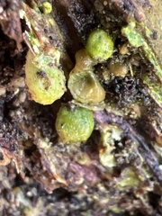 Trichoderma gelatinosum