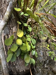 Peperomia obtusifolia