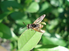 Hoplitimyia