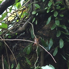 Cardiodactylus guttulus