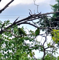 Merops persicus persicus